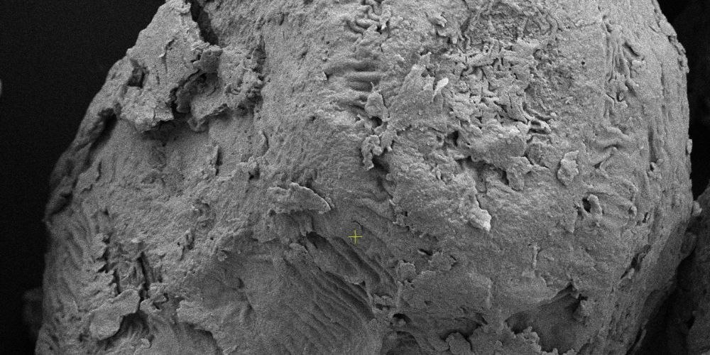 Pear Foods SEM imaging — preserved legume macro structure